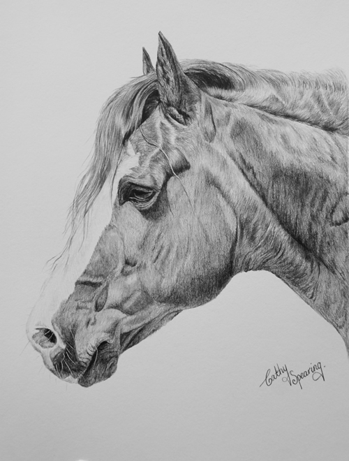 conemarra pony